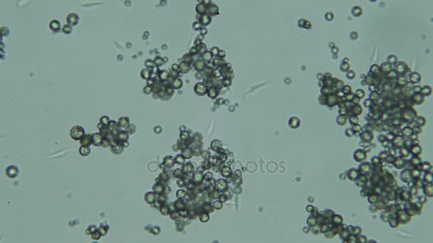 Trypanosoma cruzi, jasne pola mikroskopu, Całowanie błąd kału - Materiał filmowy, wideo