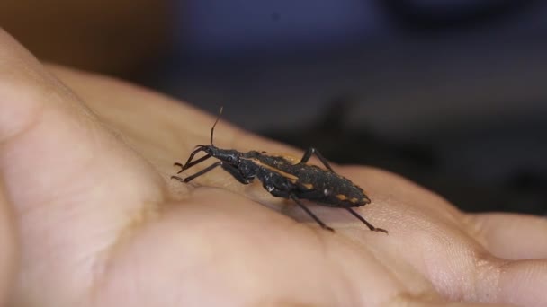 Suudella bug syö ihmisen verta
 - Materiaali, video