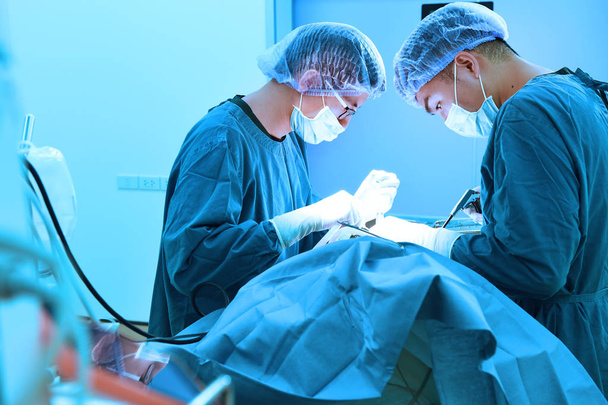two veterinarian surgeons in operating room  - 写真・画像