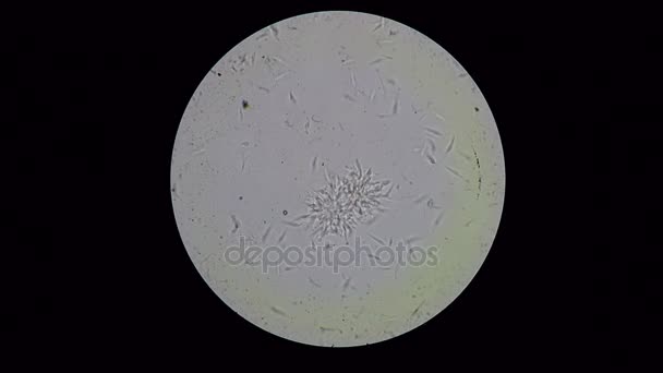 Trypanosoma cruzi fullHD, kirkas jätetty mikroskooppi näkymä
 - Materiaali, video