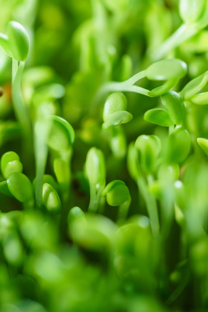 Young microgreen field - Фото, изображение