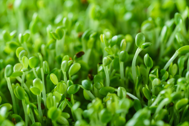 Young microgreen field - Valokuva, kuva