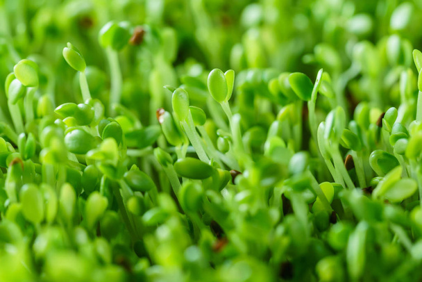 Young microgreen field - Φωτογραφία, εικόνα
