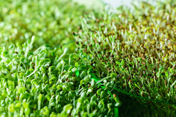 Young microgreen field - Fotoğraf, Görsel