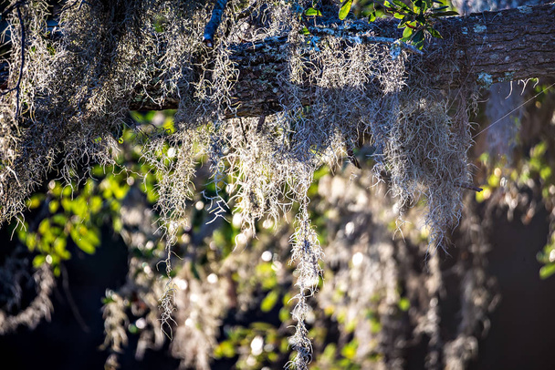 Spaans mos growin op een boom op de plantage - Foto, afbeelding