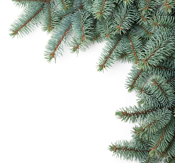 Christmas Spruce - Foto, Imagem