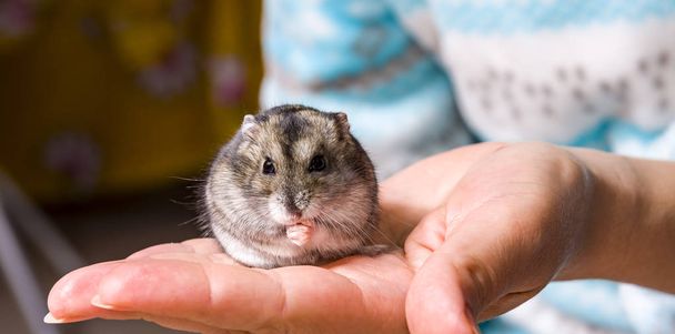 Hamster nain gris macro gris, se tient poilu, fourrure
, , - Photo, image