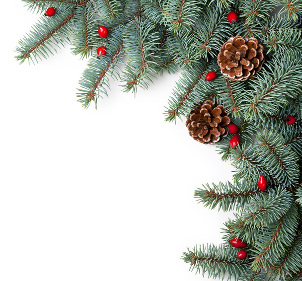 Christmas Spruce - Foto, Imagem