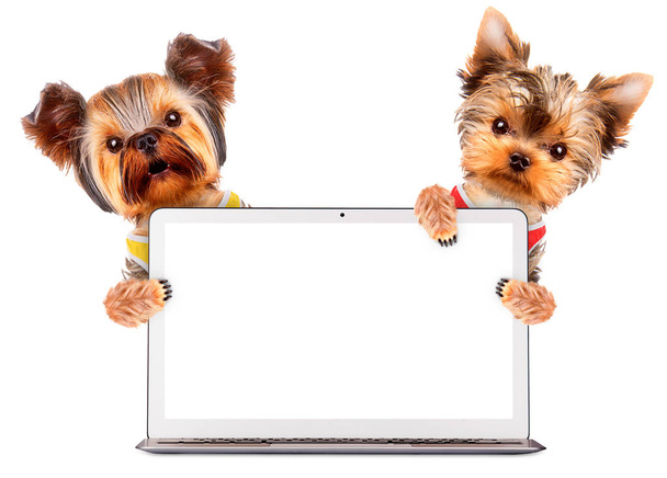 Funny dogs sitting inside laptop. Network concept - Foto, immagini