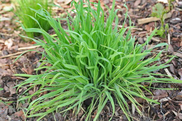 Bunnytails (Lagurus ovatus) plantas jovens no jardim
 - Foto, Imagem