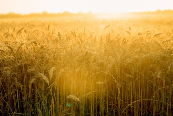 Ears of golden wheat - Photo, Image