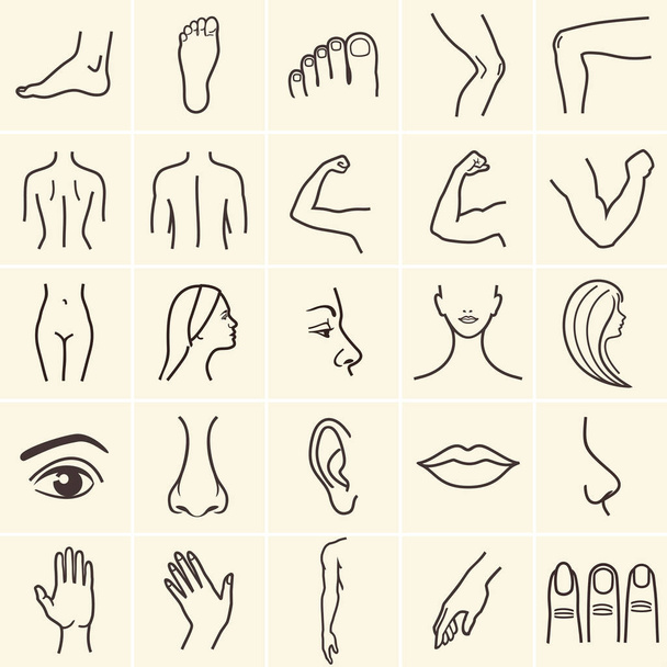 iconos del cuerpo humano
 - Vector, Imagen