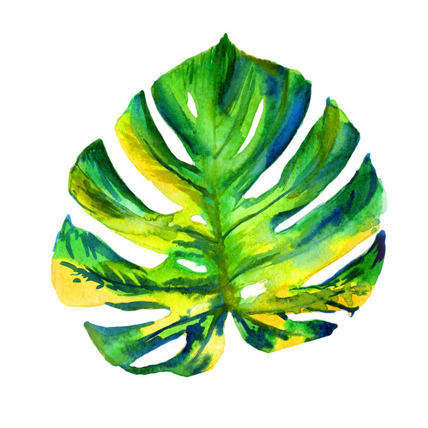 Hawaje tropikalne drzewo liść w stylu przypominającym akwarele na białym tle. - Zdjęcie, obraz