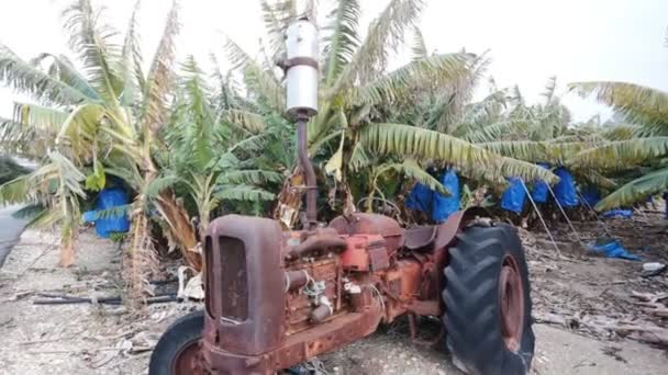 Verlassener rostiger Traktor auf Plantage - Filmmaterial, Video