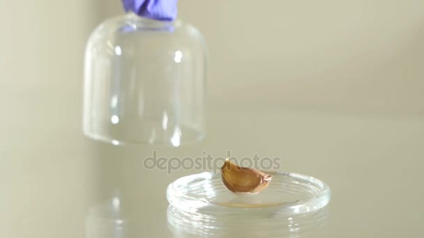 The hand is taking out the garlic from glass cloche - Materiaali, video