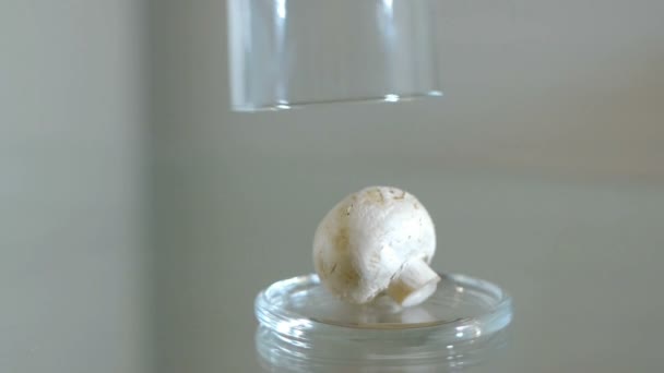 De hand neemt uit de paddenstoel uit glas cloche - Video