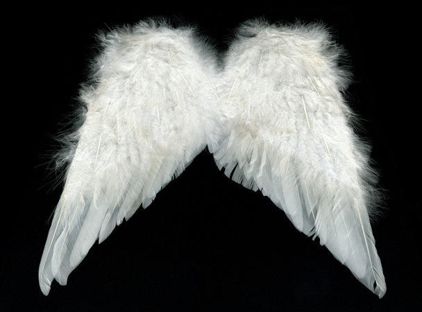 bílá křídla nad černým pozadím - Fotografie, Obrázek