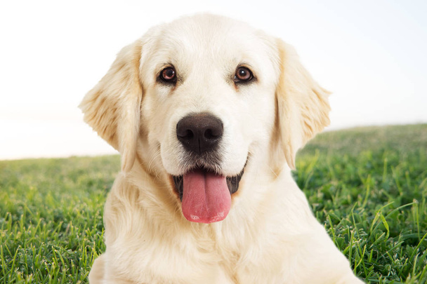 portrait Golden retriever on a background of green grass - Photo, Image