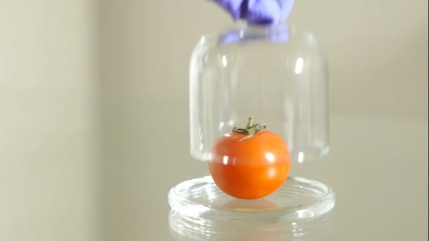 De hand neemt uit de tomaat uit glas cloche - Video
