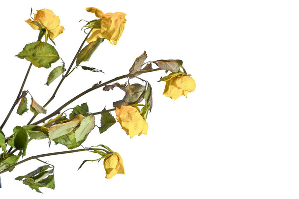 Bouquet of withered dried yellow roses. - Foto, Imagem