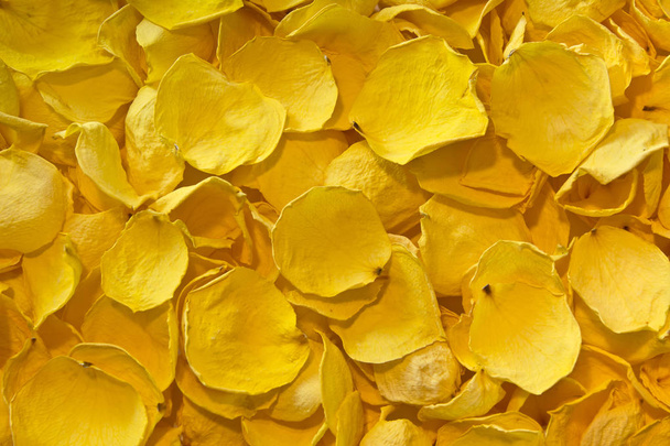 Background of dried yellow rose petals. - Photo, Image