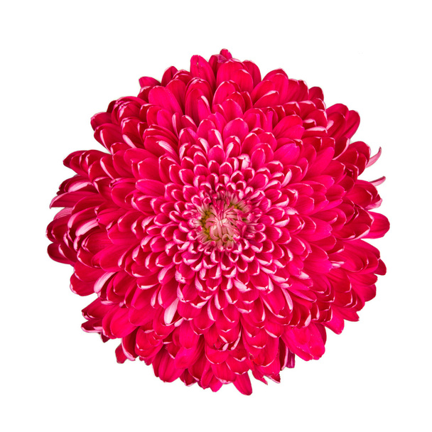 Purpurrote Chrysantheme - Foto, Bild