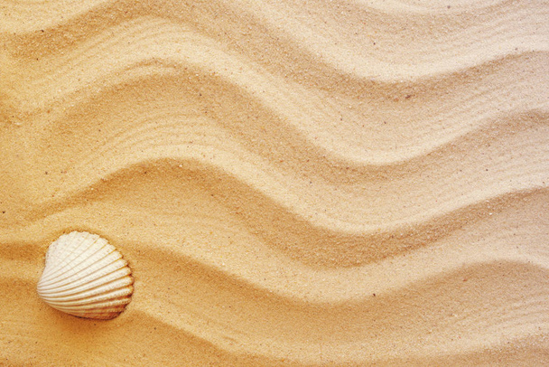Seashells on sand.  - Foto, Bild
