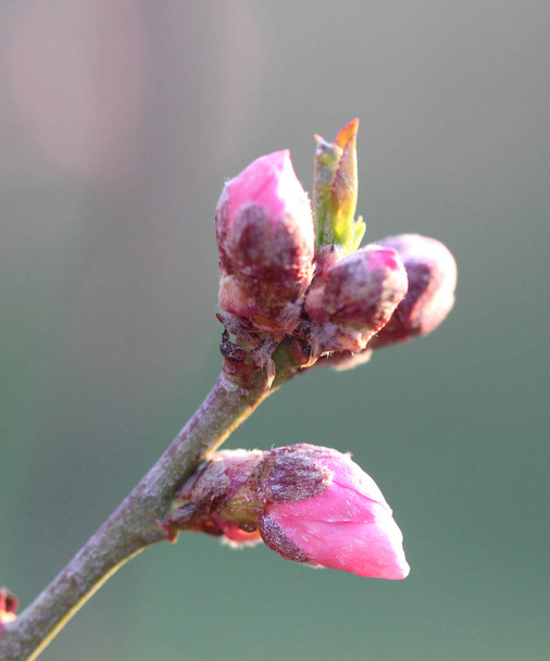 Gyönyörű peach blossom - Fotó, kép