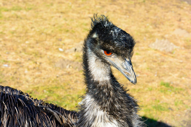 Portret van de emu. De struisvogel is op zoek naar de lens. Emoes novaehollandiae. Gedetailleerde foto struisvogel hoofd. Grote oranje oog. Mini Zoo in Castolovice. - Foto, afbeelding