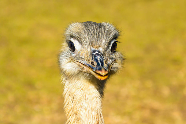 Retrato de emu. El avestruz está mirando a la lente. Rhea americana. Cabeza de avestruz foto detallada. Ojo naranja grande. Mini zoológico en Castolovice
. - Foto, Imagen