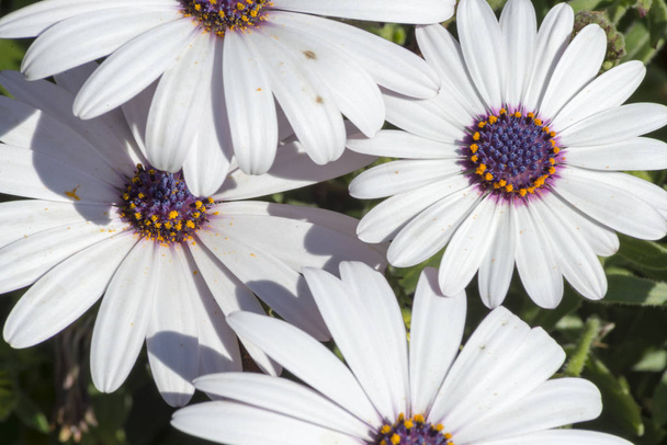 Photograph of a white daisy - Photo, Image
