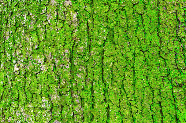 Bark of a tree and green moss on a trunk - Photo, Image