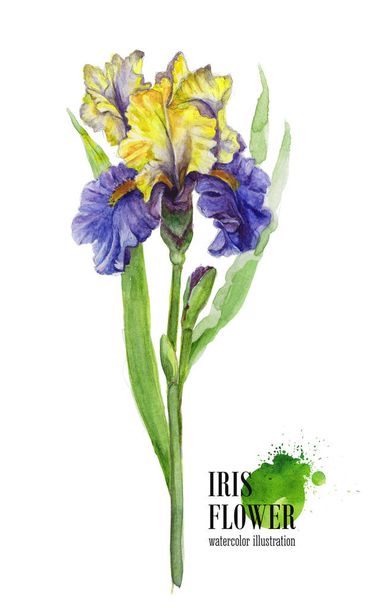 Watercolor illustration of iris flower on white background. - Foto, Imagen