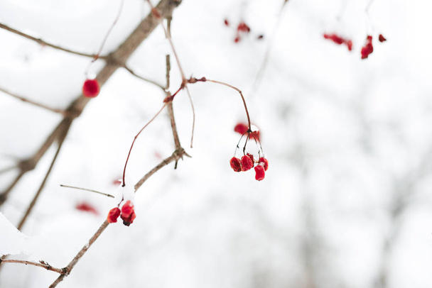 Red berries in the snow - Фото, зображення
