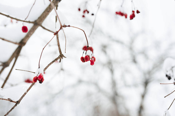 Red berries in the snow - Foto, imagen