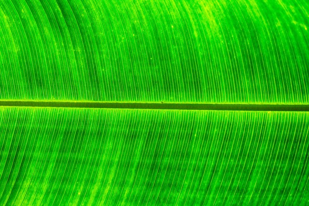 Textura de hoja verde
 - Foto, imagen