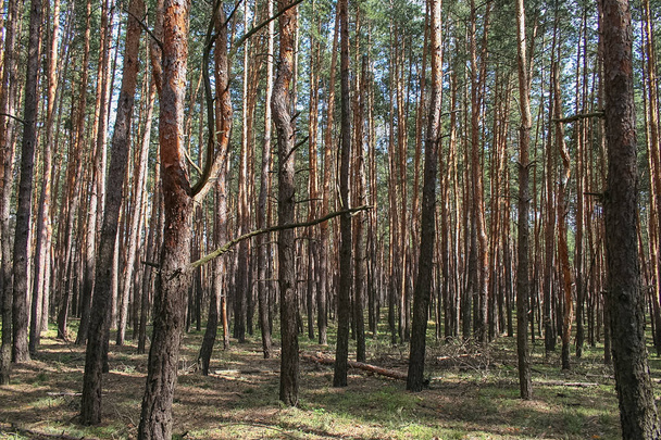 Debrowski the forest  - Foto, immagini