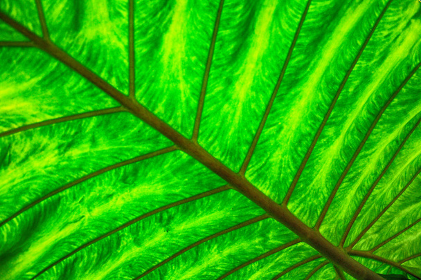 green natural leaf background - Photo, Image