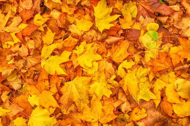 Herbst Blatt Hintergrund - Foto, Bild