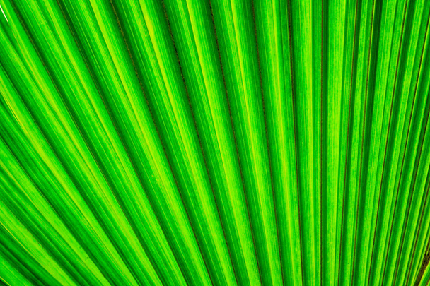 Fundo verde folha natural
 - Foto, Imagem