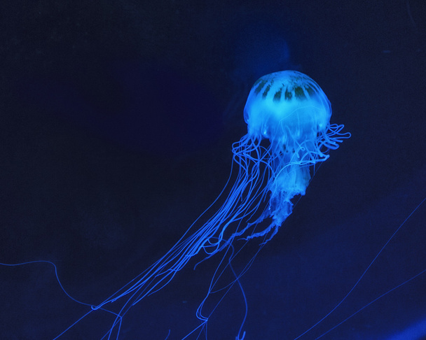 Jellyfish - Photo, Image