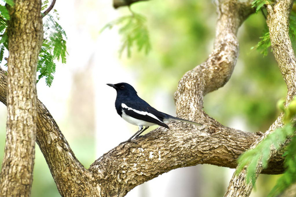 Oriental magpie robin, Copsychus saularis, bird hold on branch - Photo, Image