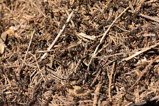 La hormiga de madera roja
 - Foto, imagen