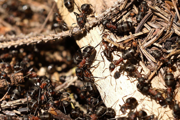 La hormiga de madera roja
 - Foto, imagen
