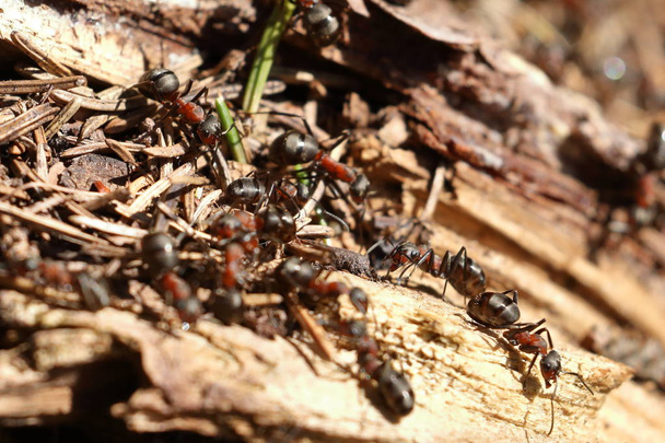 The red wood ant - Photo, Image