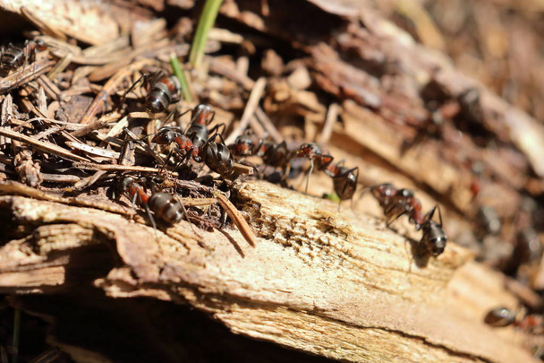 La hormiga de madera roja
 - Foto, Imagen