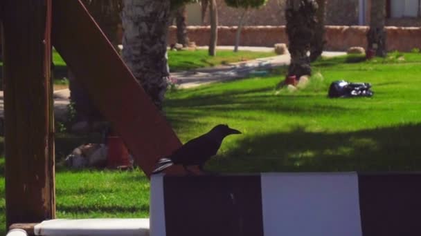 a big black Crow on the street takes off by flapping their wings in slow motion - Кадри, відео