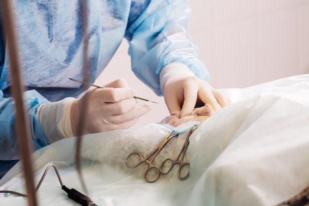 κοντινό πλάνο κτηνίατρος ή γιατρό με νυστέρι κάνει χειρουργική επέμβαση - Φωτογραφία, εικόνα