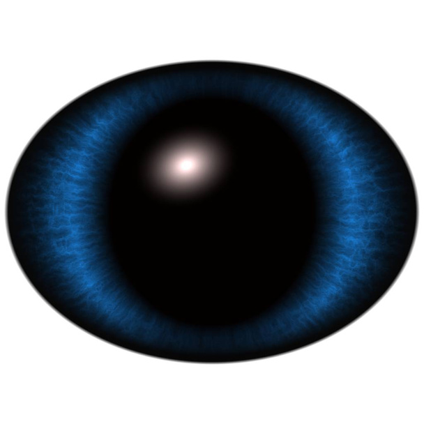青い目の分離。大きな楕円アイ ストライプ アイリスと暗い薄い楕円形の瞳孔 - 写真・画像