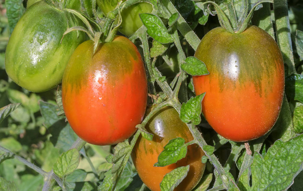 Los tomates maduran en las ramas de un Bush. - Foto, imagen